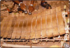 balafon